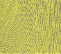 Milliken Facet fct 103 Citrus фото 1 | FLOORDEALER